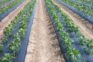 Màng phủ nông nghiệp cải thiện năng suất cây trồng